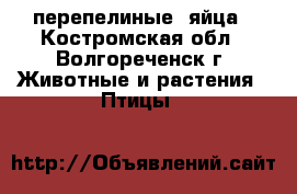 перепелиные  яйца - Костромская обл., Волгореченск г. Животные и растения » Птицы   